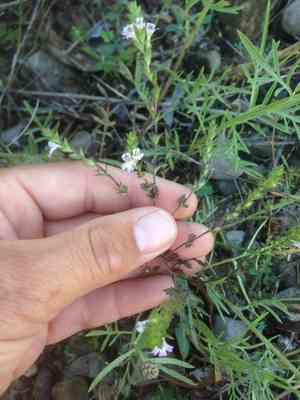 Drug eyebright(Euphrasia stricta)