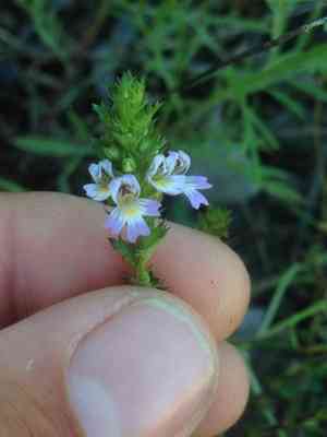 Drug eyebright(Euphrasia stricta)