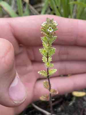 Arctic eyebright(Euphrasia subarctica)