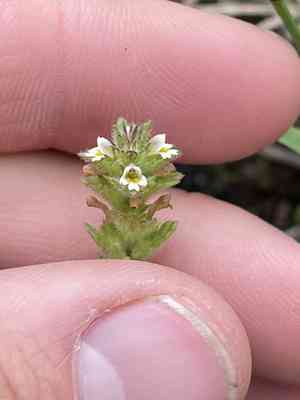 Arctic eyebright(Euphrasia subarctica)