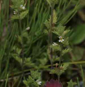Arctic eyebright(Euphrasia subarctica)