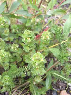 Arctic eyebright(Euphrasia subarctica)