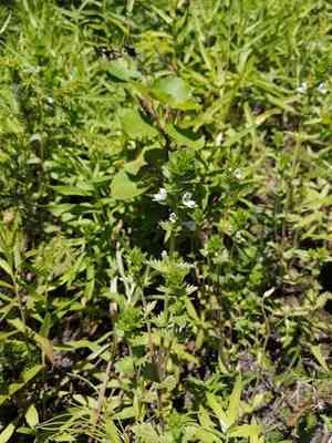 eyebrights (Euphrasia)(Euphrasia)
