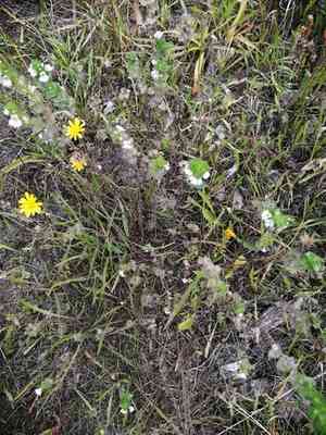 eyebrights (Euphrasia)(Euphrasia)