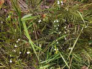 eyebrights (Euphrasia)(Euphrasia)