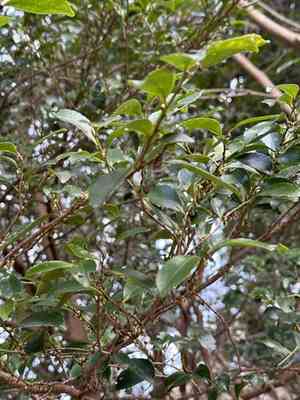 East asian eurya(Eurya japonica)