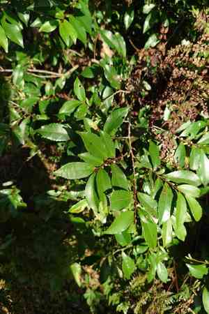 East asian eurya(Eurya japonica)