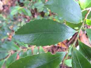 East asian eurya(Eurya japonica)