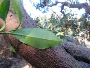 East asian eurya(Eurya japonica)