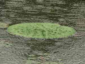 Prickly water lily(Euryale ferox)