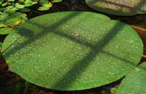 Prickly water lily(Euryale ferox)