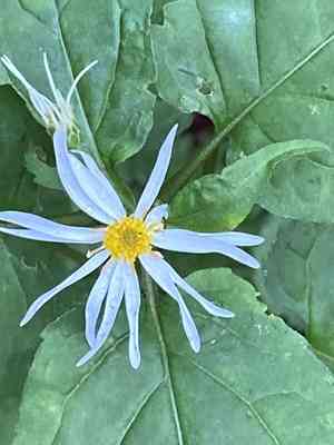 Mountain aster(Eurybia chlorolepis)