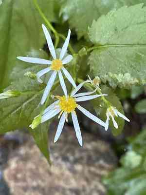 Mountain aster(Eurybia chlorolepis)