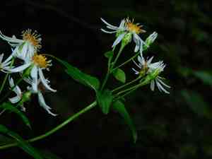 Mountain aster(Eurybia chlorolepis)