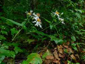 Mountain aster(Eurybia chlorolepis)