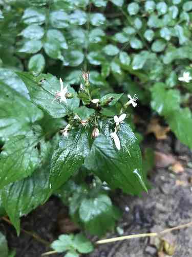 White wood aster(Eurybia divaricata)