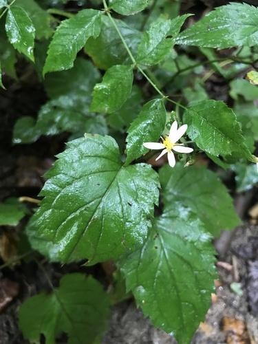 White wood aster