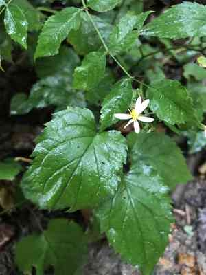 White wood aster(Eurybia divaricata)