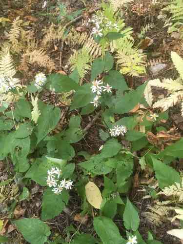 White wood aster(Eurybia divaricata)