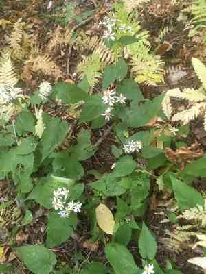 White wood aster(Eurybia divaricata)