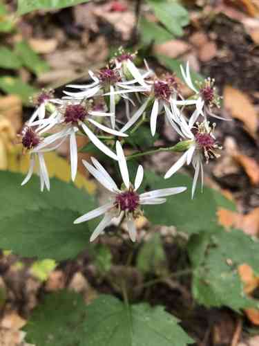 White wood aster(Eurybia divaricata)