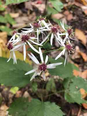 White wood aster(Eurybia divaricata)