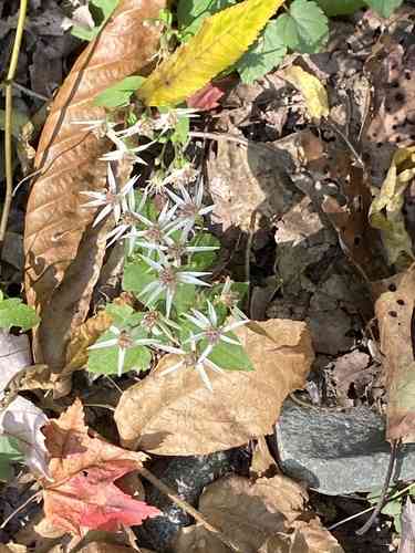 White wood aster(Eurybia divaricata)