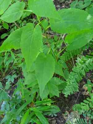 Forked aster(Eurybia furcata)