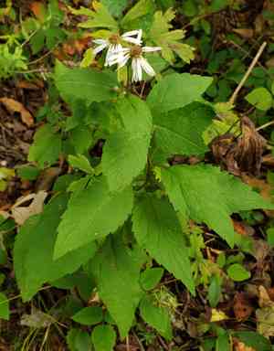 Forked aster(Eurybia furcata)