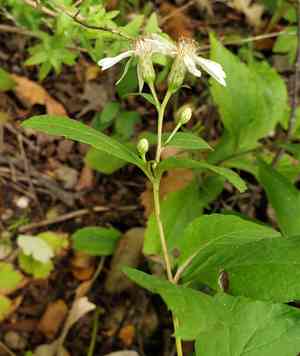 Forked aster(Eurybia furcata)