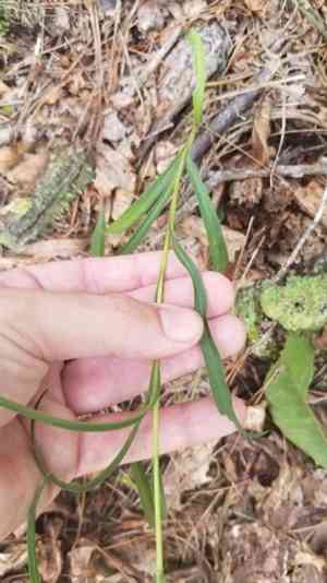 Southern prairie aster(Eurybia hemispherica)