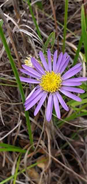 Southern prairie aster(Eurybia hemispherica)