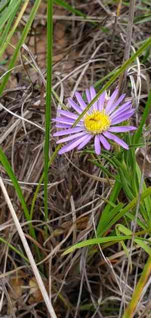 Southern prairie aster(Eurybia hemispherica)