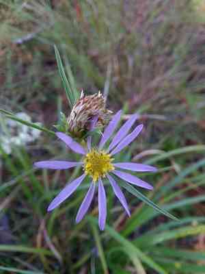 Southern prairie aster(Eurybia hemispherica)