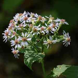 Large-leaved aster(Eurybia macrophylla)