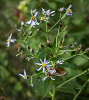 Large-leaved aster(Eurybia macrophylla)