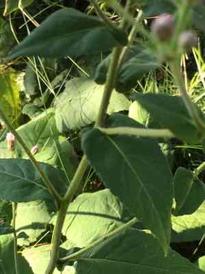 Large-leaved aster(Eurybia macrophylla)
