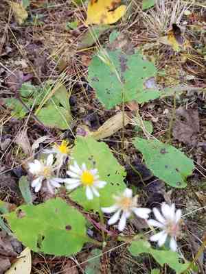 Large-leaved aster(Eurybia macrophylla)