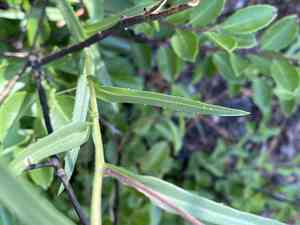 Southern swamp aster(Eurybia paludosa)