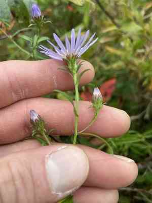 Southern swamp aster(Eurybia paludosa)