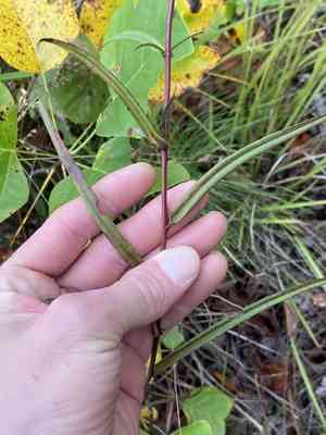 Southern swamp aster(Eurybia paludosa)