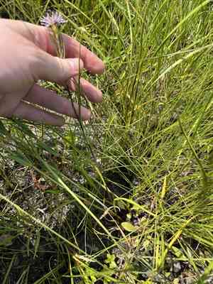 Southern swamp aster(Eurybia paludosa)
