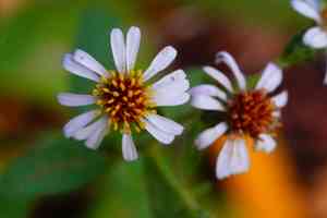 Roughleaf aster(Eurybia radulina)