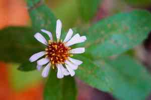 Roughleaf aster(Eurybia radulina)