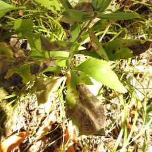 Roughleaf aster(Eurybia radulina)