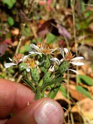 Roughleaf aster(Eurybia radulina)