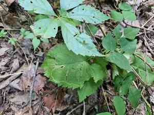 Schreber's aster(Eurybia schreberi)