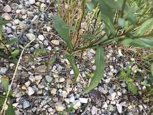 Arctic aster(Eurybia sibirica)