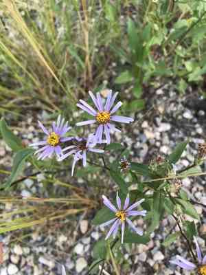Arctic aster(Eurybia sibirica)