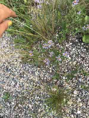 Arctic aster(Eurybia sibirica)